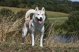 SIBERIAN HUSKY 526